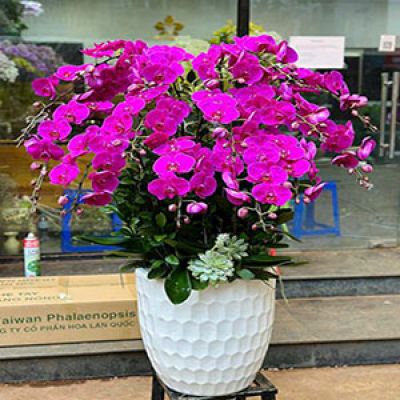 Shop hoa tươi Phường Cổ Thành Chí Linh Hải Dương