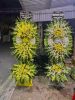 shop-hoa-tuoi-xa-thoi-hung-can-tho - ảnh nhỏ  1